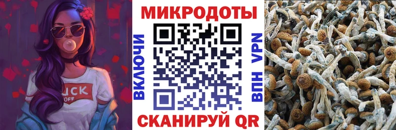 OMG tor  Гай  Псилоцибиновые грибы Cubensis 